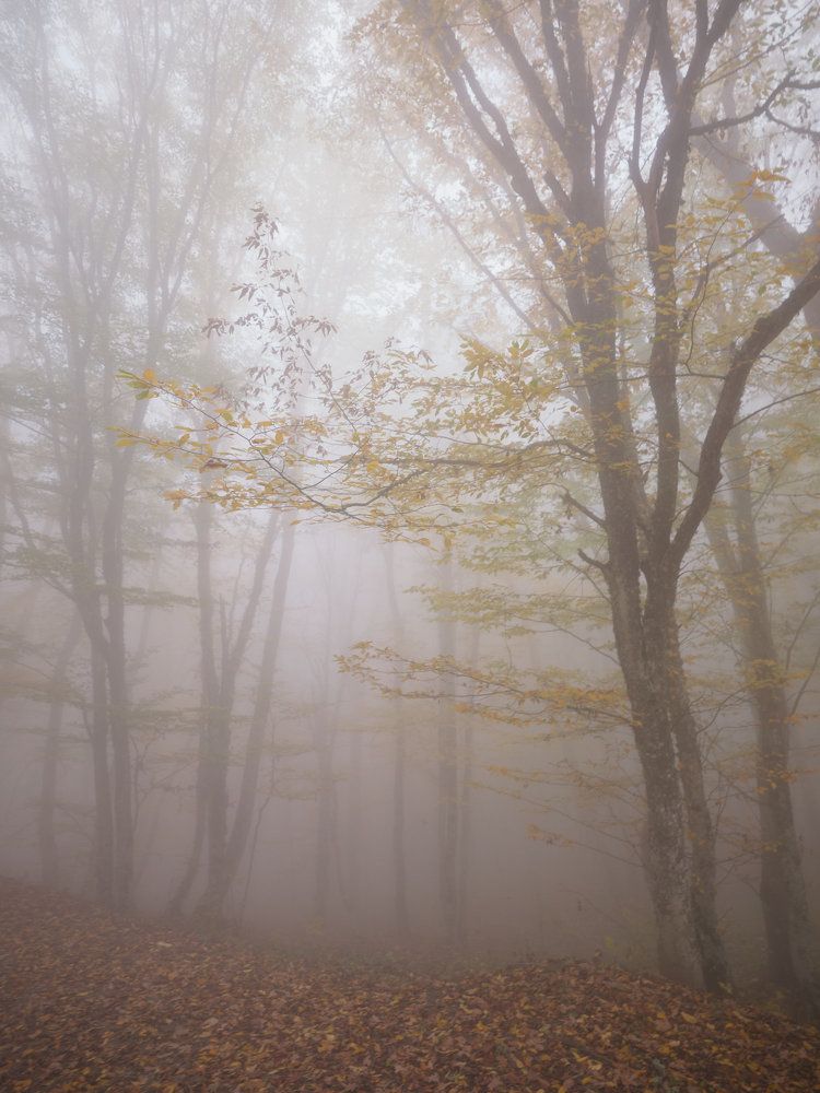 Туманное утро Крыма