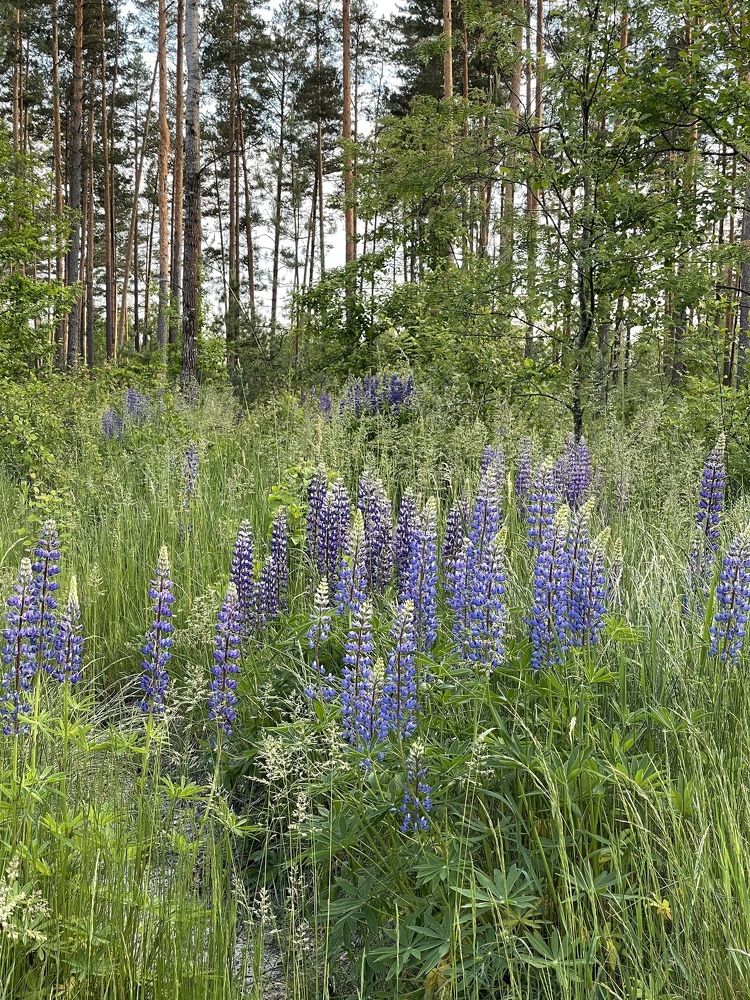 Photograph by Ліана Устимчук