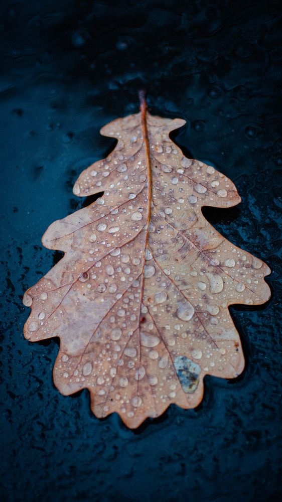 Photograph by Ирина