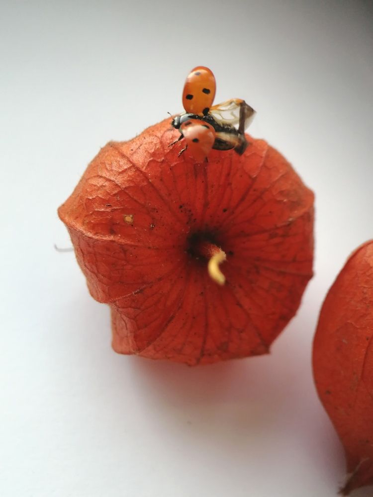 Photograph by Гонтарь Александра