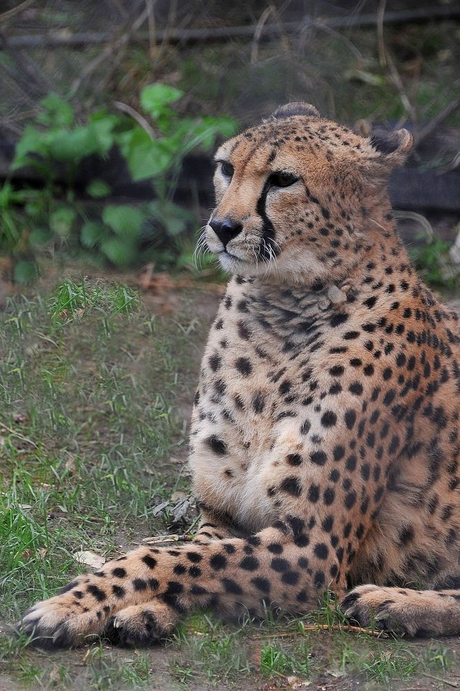 Само внимание