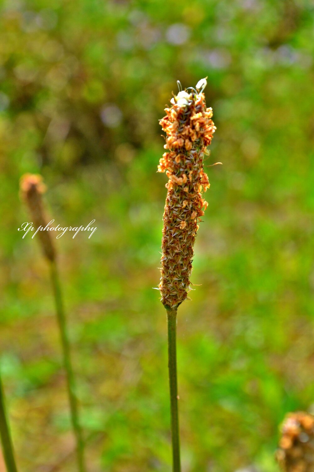 Flowers lovele