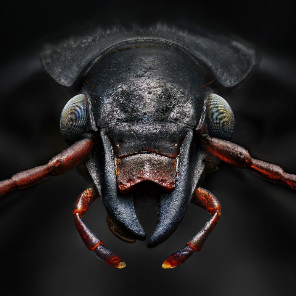 Pterostichus melanarius