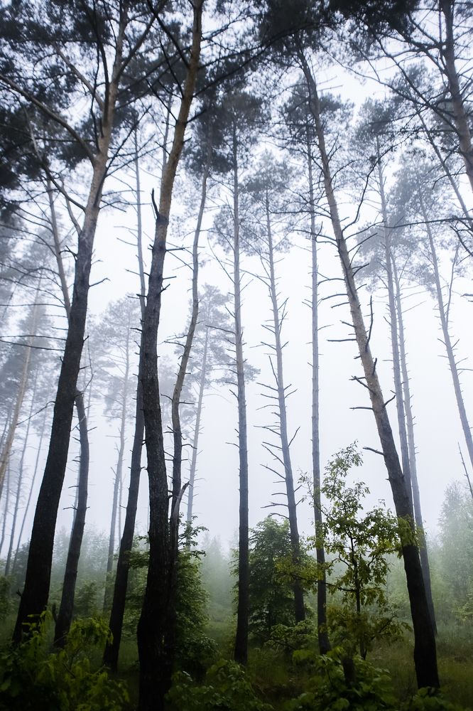 Photograph by Галина Полищук