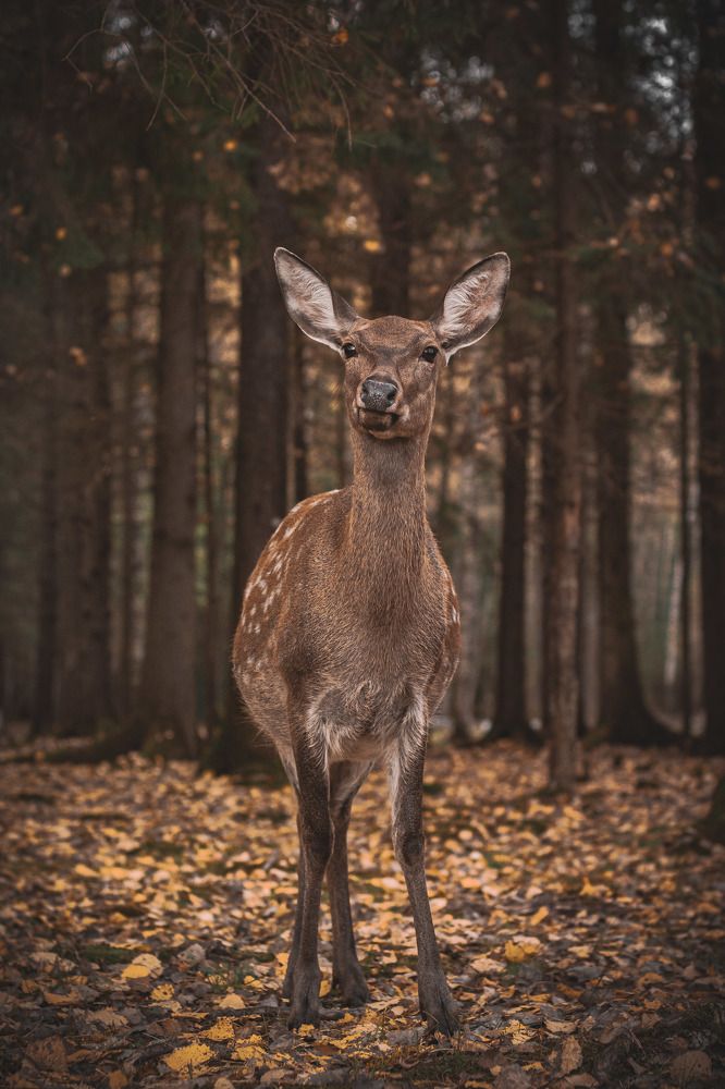 Фотография автора Олег Голубев