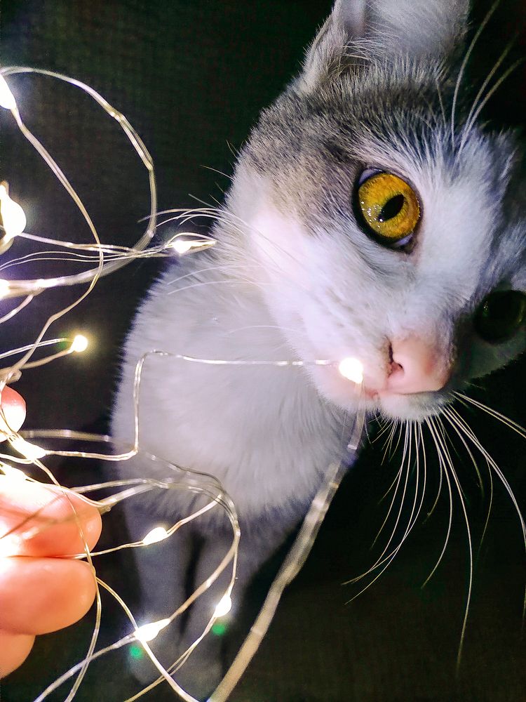 Фотография автора Елена Савельева