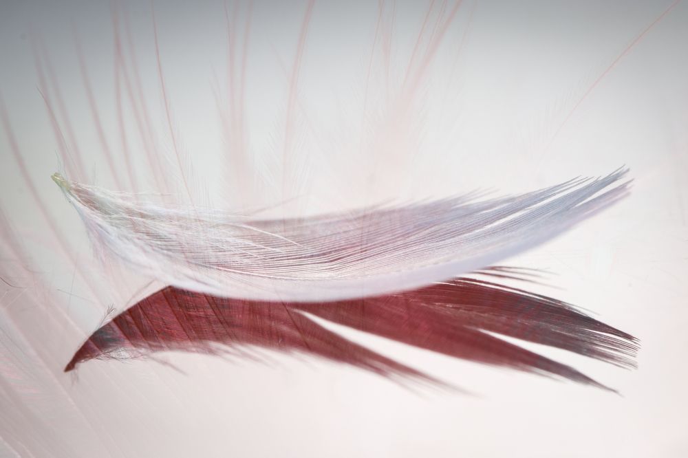 Photograph by Petro Hartman