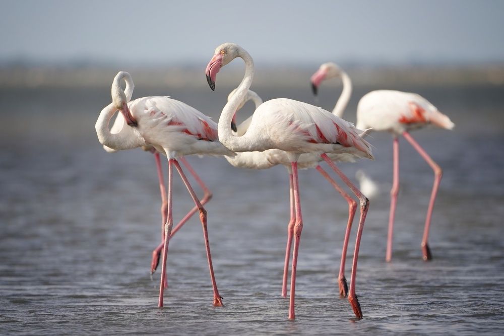 flock of flamingos