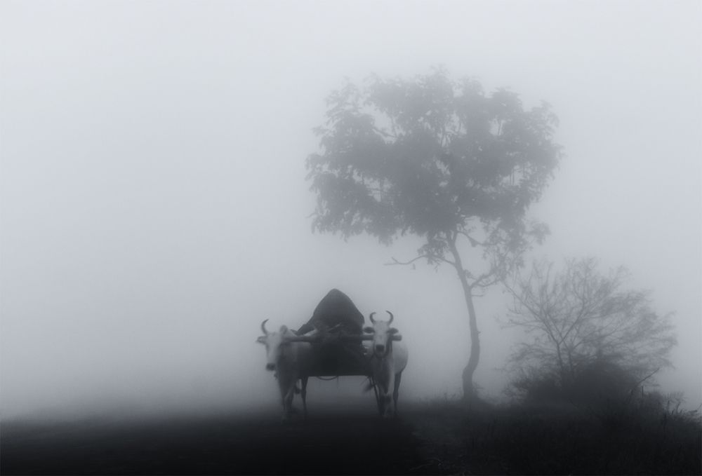 Photograph by Hossain S R