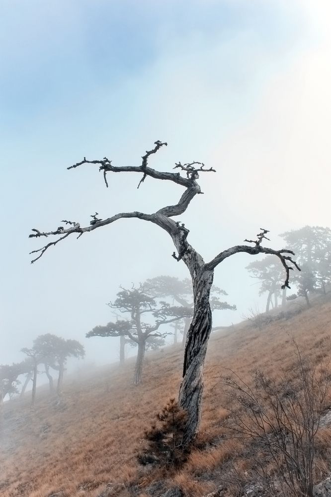 Фотография автора Евгений Петросян