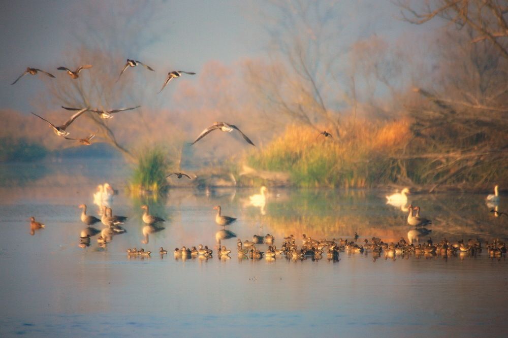 Photograph by István Molnár