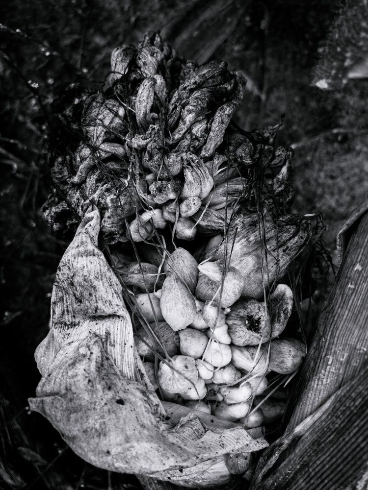 Photograph by Светлана Гринкевич