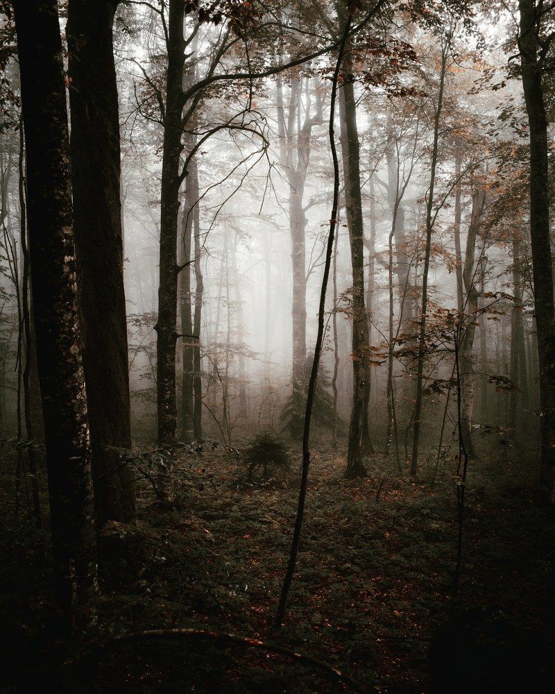 туманное утро в лесу