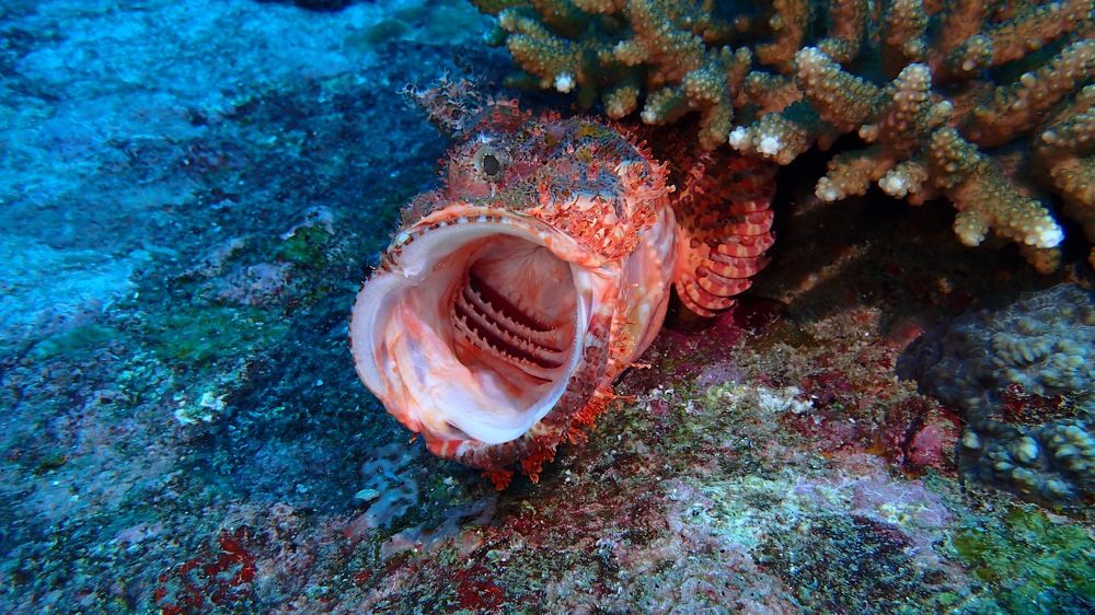 Photograph by Oleg Khudoleev