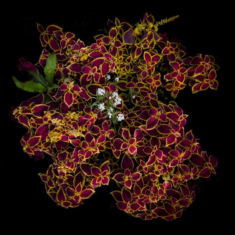 Выделение главного