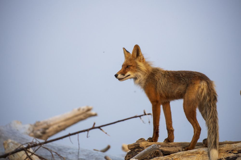 Photograph by Dmitriy Marchenko