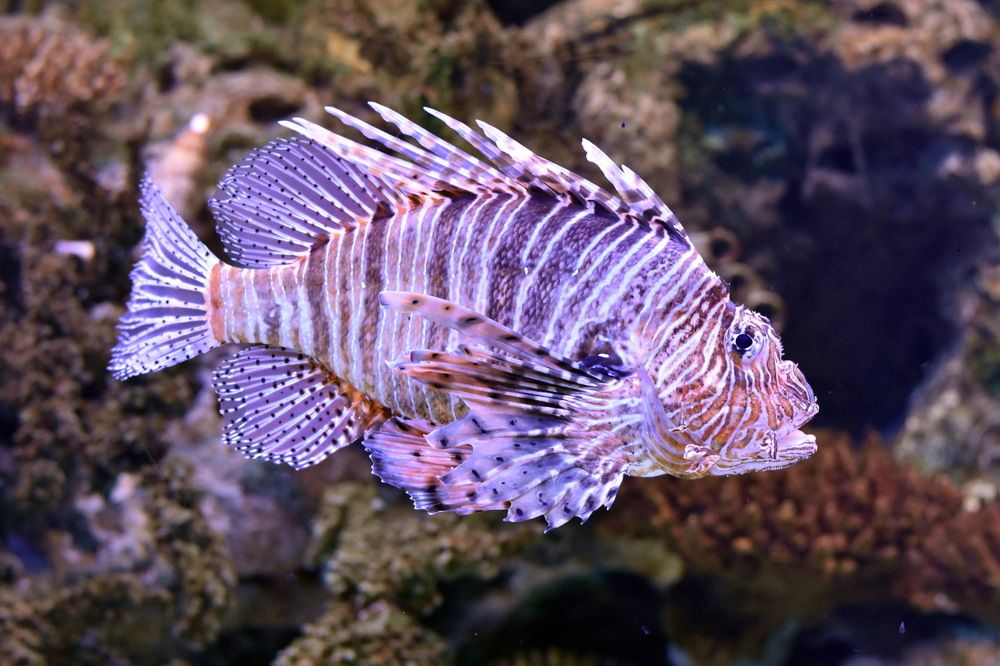 Photograph by Stanko Ratković