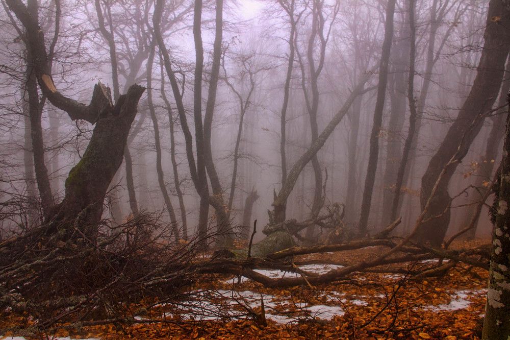 Photograph by Михаил Баевский