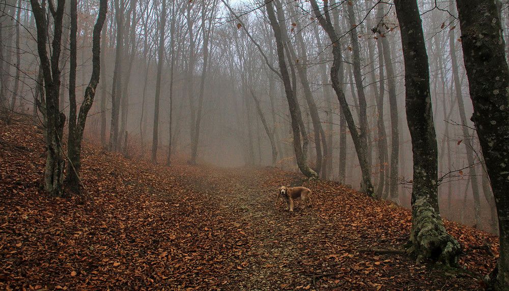 Photograph by Михаил Баевский