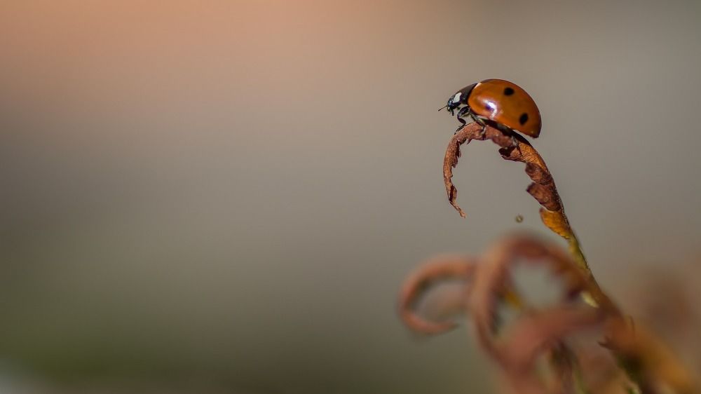 Photograph by Maksim Zhdanovich