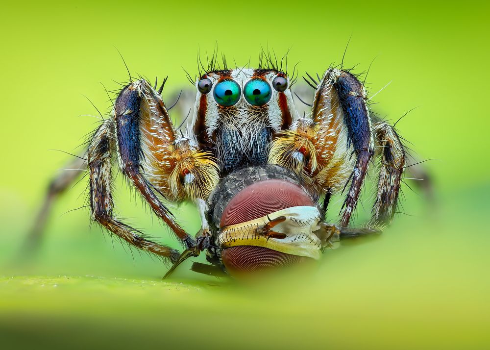 Male Plexippus paykulli and prey