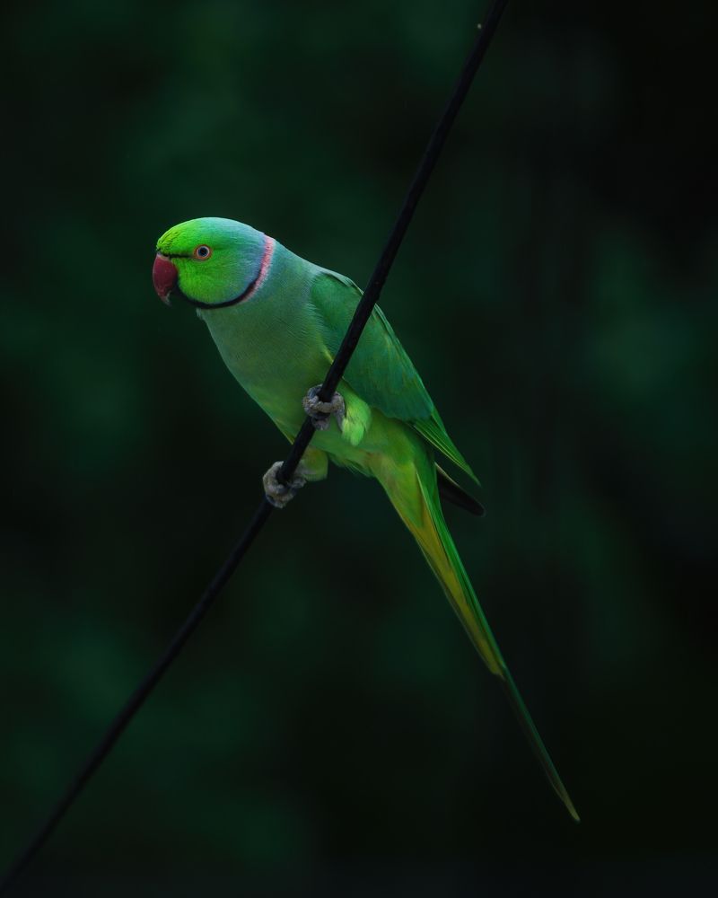 Photograph by Sanjay Anand Mishra