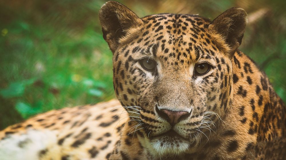 Photograph by Sanjay Anand Mishra