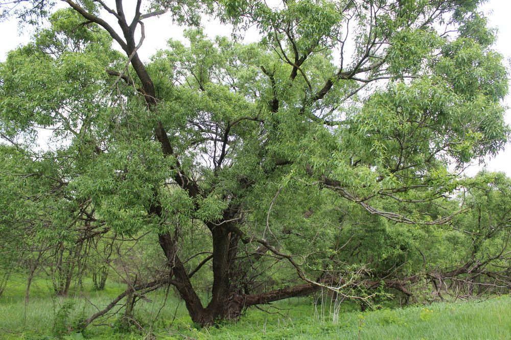 Photograph by Елена