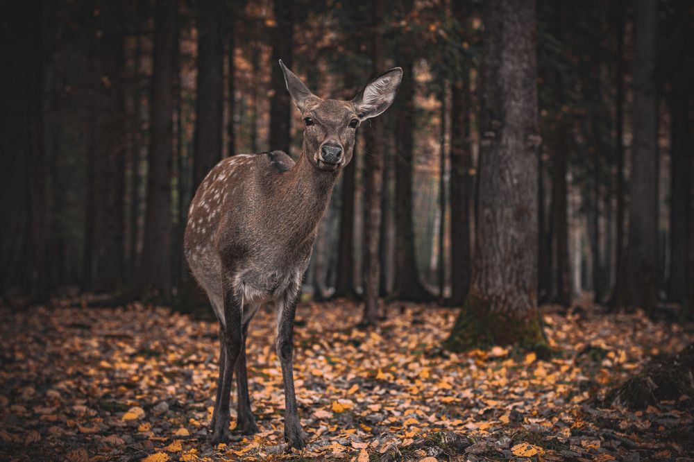 Фотография автора Олег Голубев