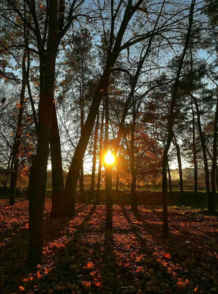 Sunset in a park