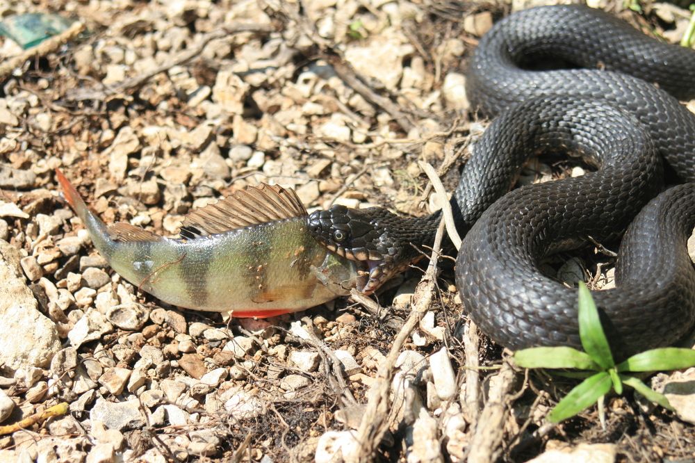 Фотография автора Татьяна Шебаршенко