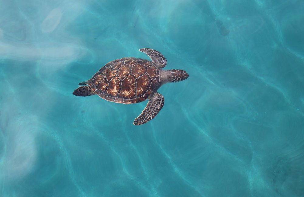 Фотография автора Татьяна Свистулина