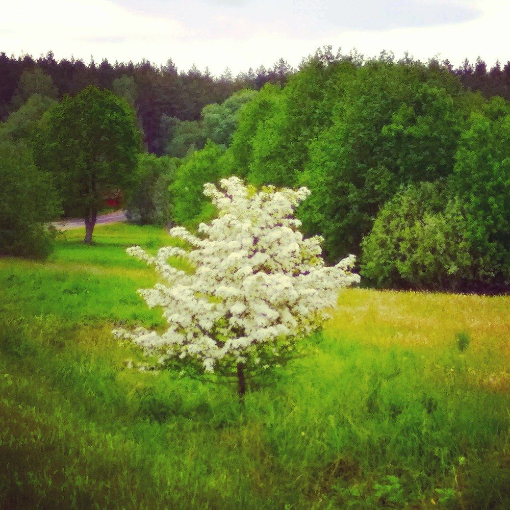 Фотография автора Анжелика Чашинская