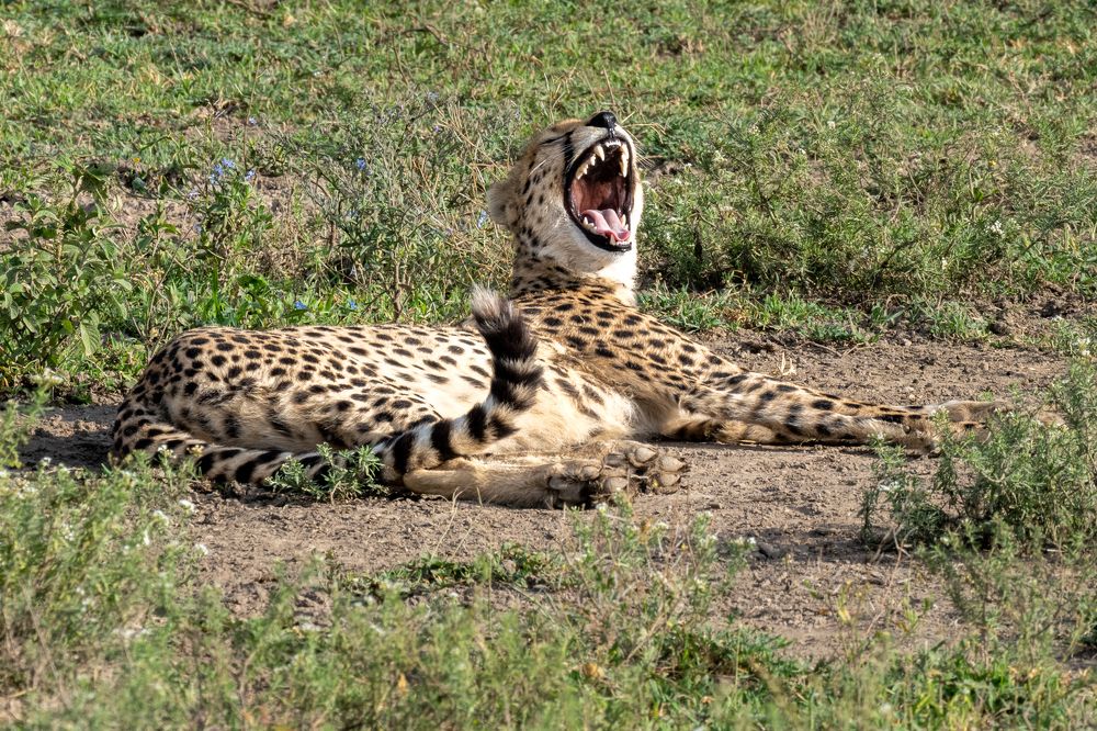 Yawning cheetah