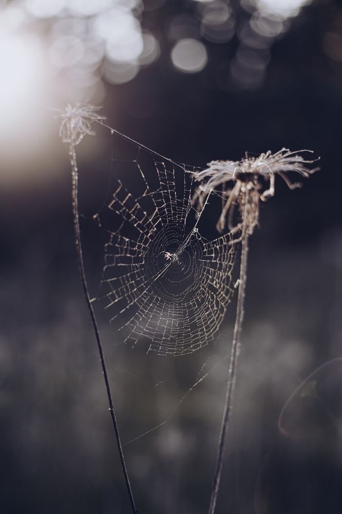 Photograph by Rita Kapitulski