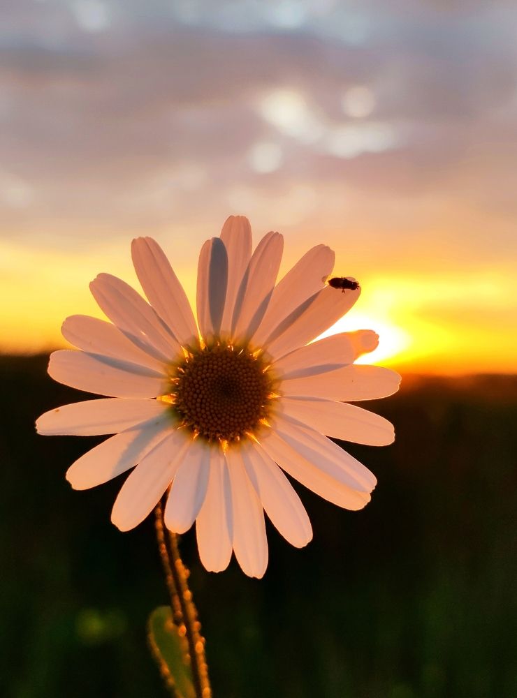 Photograph by Инна Макарчук