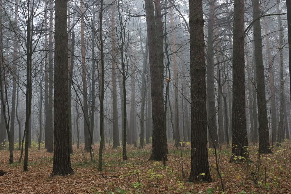Photograph by Юлия Алпатова
