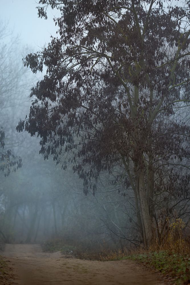 Фотография автора Светлана Лукьянова