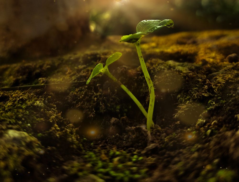 Photograph by VALENTINE MWIZARUBI