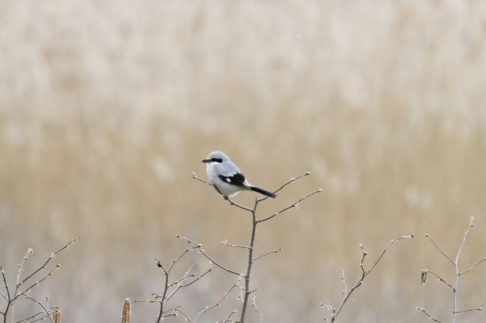 Photograph by Dejan Sajkovski