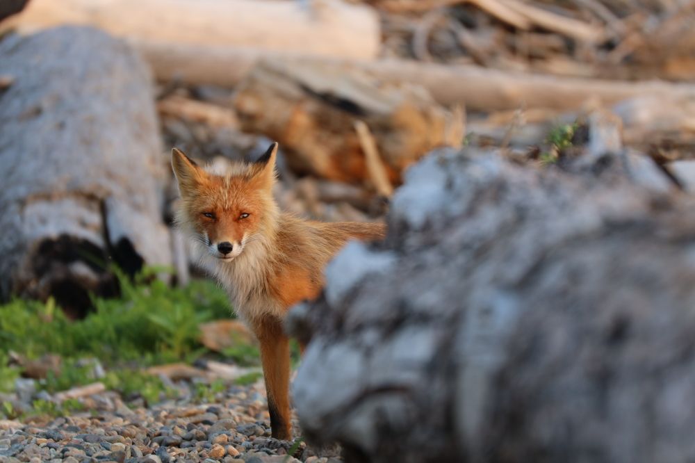 Photograph by Dmitriy Marchenko