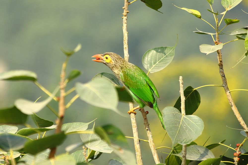 Lineated Barbet
