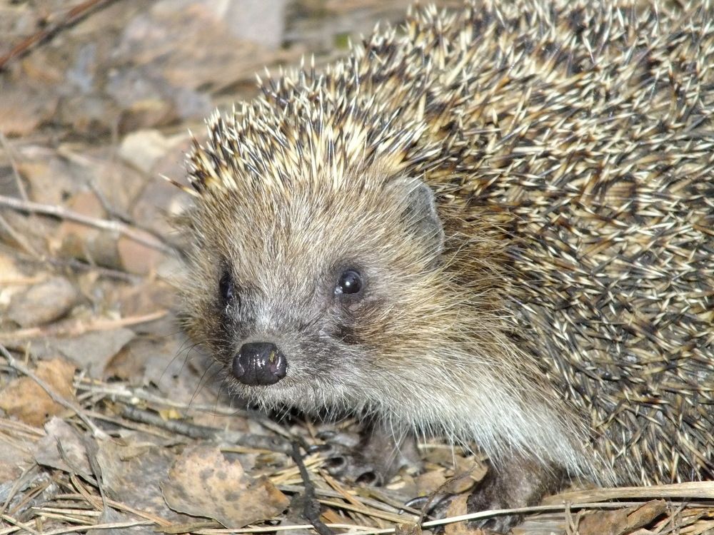 Photograph by Сергей Горбунов