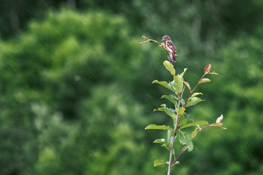 Photograph by Андрей Щербинин