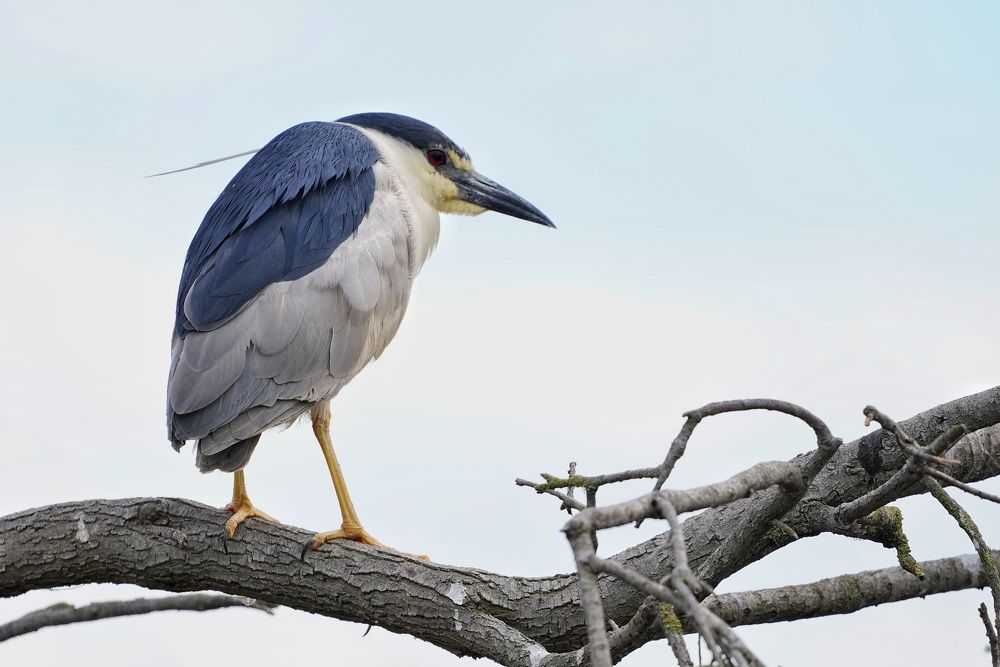 Black-crowned Night-Heron