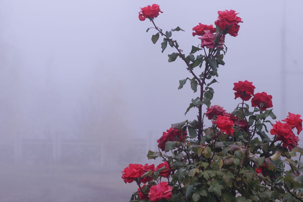 Photograph by Natalia Lapshina