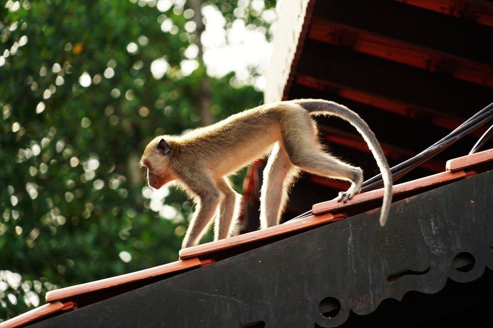 Photograph by Samuel Chan