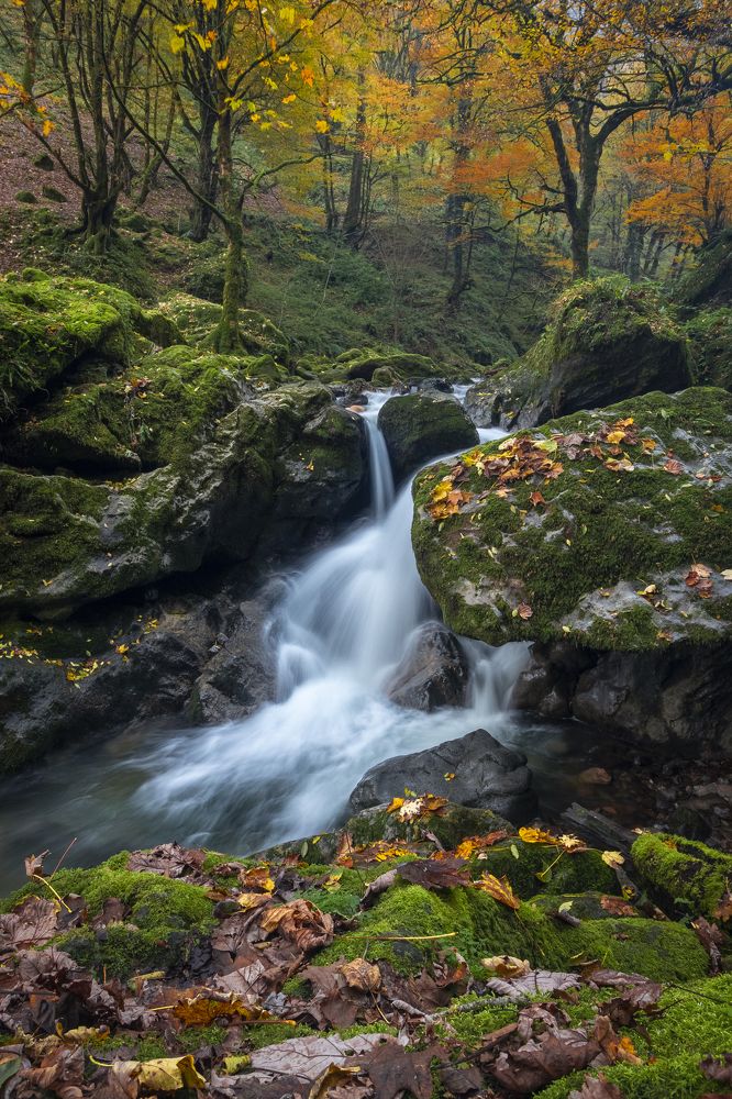 Фотография автора Pouya Palizkar