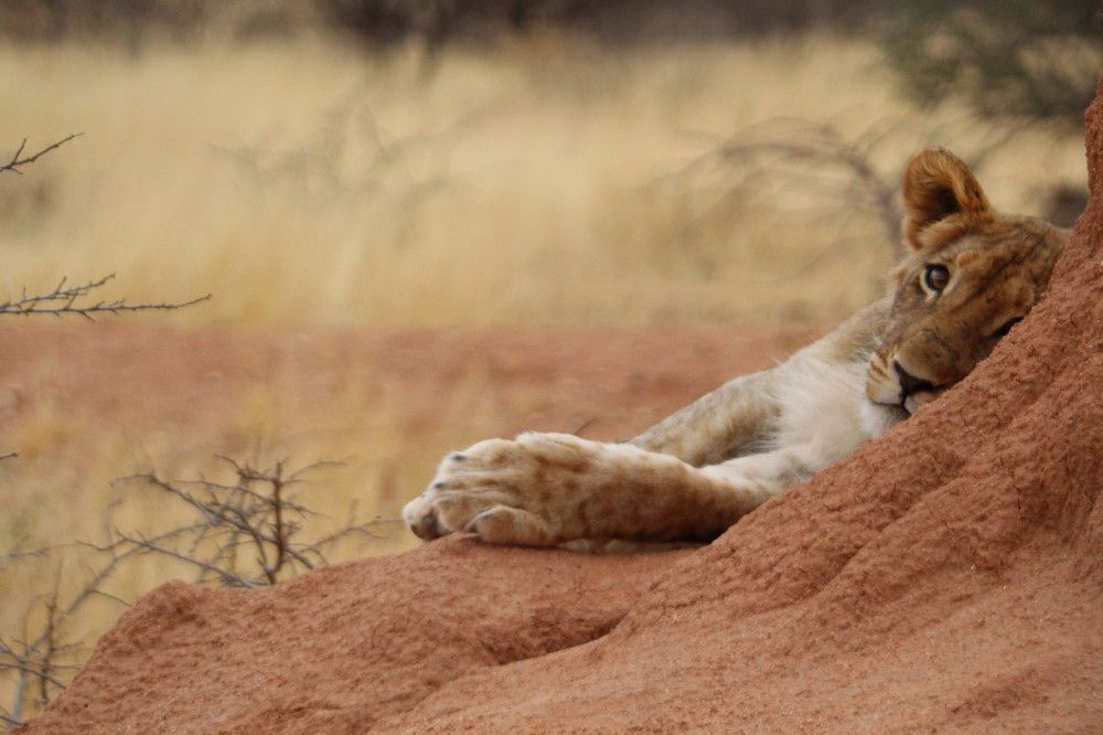 Photograph by Lucia Wepener