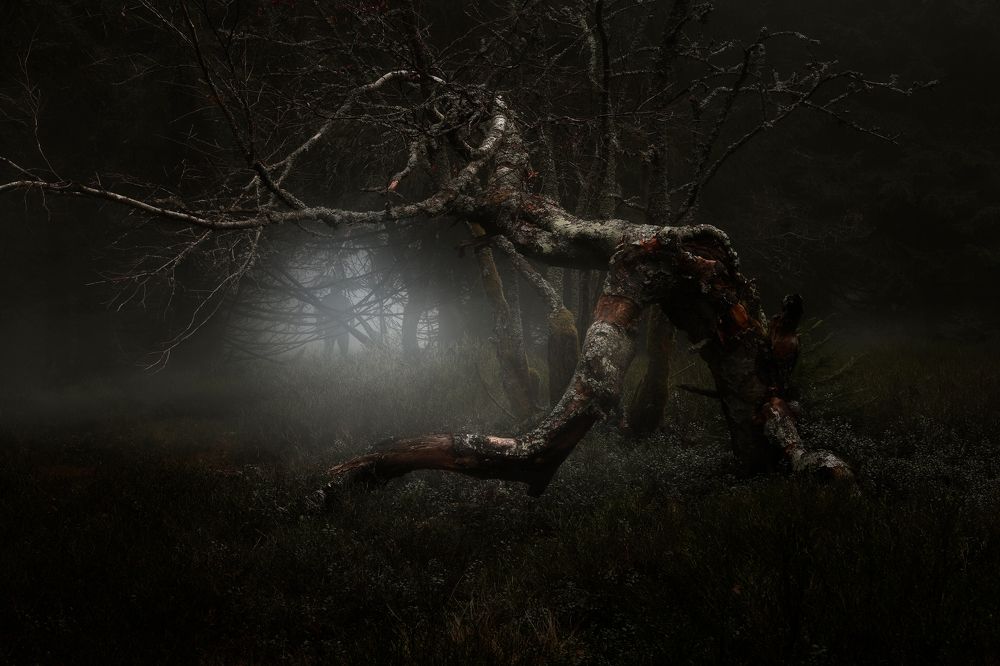 A forest of lost souls